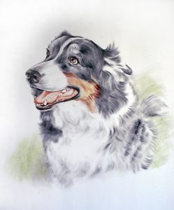 Hund Portrait in Farbe