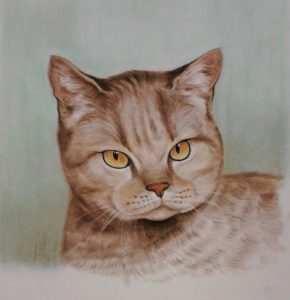 Katze Portrait in Farbe
